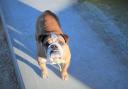 Bella the Bulldog who's looking for a Valentines home.