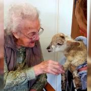 Six-week-old lamb, LuLu, visited Regent Residential Care Home in St John's