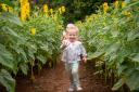 ENJOY: Sunflower fields will be open to the public next month.