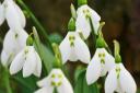 'Snowdrop Day' will be held on Saturday, February 17 at Old Court Nurseries and Picton Garden in Malvern