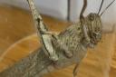 The huge locust was found in his Aldi shop