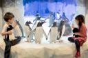 National Sea Life Centre 02/04/2014
A colony of 12 Gentoo penguins settle in to their new home at the National Sea Life Centre in Birmingham.
Roy Kilcullen/rkp.uk.com (14202588)
