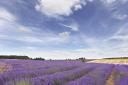 COLOUR: Lavender fields at Snowshill, near Broadway