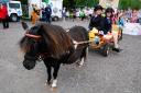 2215881512 DAVID GRIFFITHS PERSHORE CARNIVAL, Shetland pony 'Sherry' pulling Sam Morris and Michelle Fitzpatrick...ENDS.