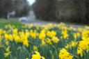 Daffodils, coming soon.