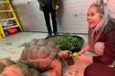MONCH: Grace Walton feeds a hungry tortoise