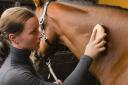 BRUSH STROKES: Students can become a specialist groom after studying at Warwickshire College.