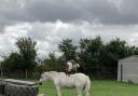 BIZARRE: Goat 'rides' horse at Churchfields