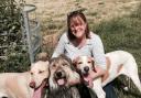PLAN: Ann Pursey from Amicii Dog Rescue