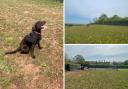 Claines Secure dog field praised by dog owners.