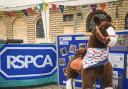 An RSPCA family fun day is being held at a Worcestershire animal rescue centre