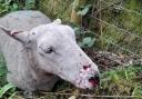 A sheep with injuries sustained in a dog attack