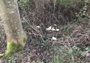 DISGUSTING: Discarded toilet paper from lorry drivers near the A38 Roman Way in Droitwich.
