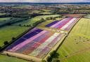 OPENING DATES: The Confetti Flower Fields has revealed when it is reopening for the 2024 season.