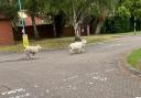 SHEEP: Three sheep escaped from a field and made their way to a local school.