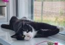 Alan is among the cats needing re-homing