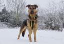 Dog Trust Evesham is urging dog owners to follow some simple steps this winter
