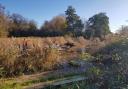 RESTORATION: Work has been undertaken on three ponds to improve habitats at a popular nature trail.