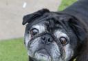 SWEET: Doug the Pug is in need of a new home as the Dogs Trust seek to find him the perfect match