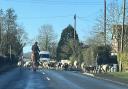 Malvern Cops were seen herding the sheep back to its field.