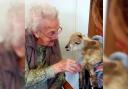 Six-week-old lamb, LuLu, visited Regent Residential Care Home in St John's