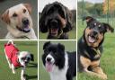 These five dogs are looking for loving new homes - can you help?