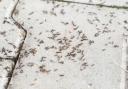 Encouraging birds, frogs, and certain types of insects into your garden can get rid of ants - this is why