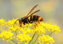 Those who see an Asian hornet are being urged to report the sighting