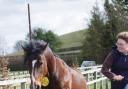 AGILITY: Natural horsemanship enthusiast Melanie Garner has organised a training day in horse agility.