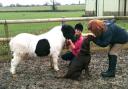 SMALL BUT PERFECTLY FORMED: Buttons the Shetland pony with Julie Davies-Bennetts labrador