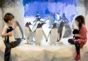 National Sea Life Centre 02/04/2014
A colony of 12 Gentoo penguins settle in to their new home at the National Sea Life Centre in Birmingham.
Roy Kilcullen/rkp.uk.com (14202588)