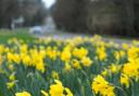 Daffodils, coming soon.