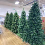 The trees on sale in The Range, Worcester. Picture by Sara Louise Hill.