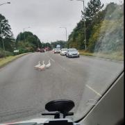 GEESE: Gleese in the road in Droitwich. Picture: Spotted Droitwich