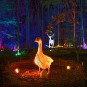 Lights from The Enchanted Gardens event at Webbs, Wychbold.