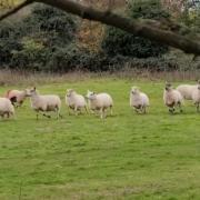 Dog chases terrified sheep in shocking video