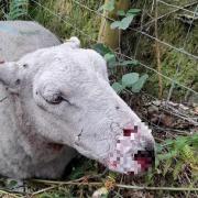 A sheep with injuries sustained in a dog attack