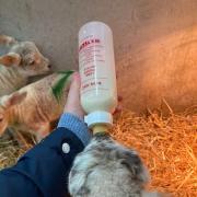 Little Owl Farm Park is excited for customers to have a hands on experience with the lambs.