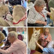 Alpacas visited Latimer Court Care Home in Worcester.