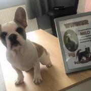 French bulldog Milo won the 2022 Worcester News Perfect Pets competition.