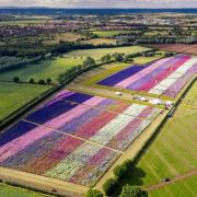 OPENING DATES: The Confetti Flower Fields has revealed when it is reopening for the 2024 season.