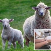 FARMS: Parasites and bacteria that could harm children and pregnant women has prompted a warning ahead of a national farming event.