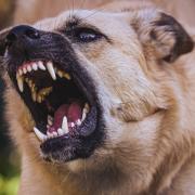 BITES: Dog bites increased by the dozens across Herefordshire and Worcestershire last year according to new data.