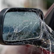 SPIDERS: Top tips on keeping spiders out of your car during 'spiders season'.