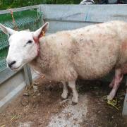 One of the sheep found with bite marks at the weekend