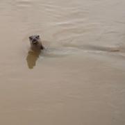 The otter was pictured along Worcester Cathedral's wall down the River Severn.