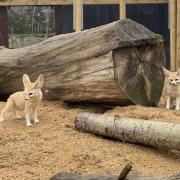 Fennec foxes, the smallest species on the planet, have distinctive bat-shaped ears