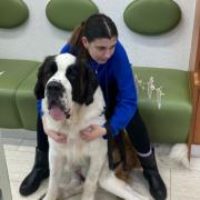 Lacey Smith is hoping to raise enough money to cover her Saint Bernard dog Hades' pricey medication after his recent Dilated Cardiomyopathy diagnosis