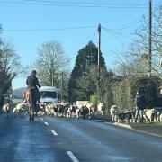 Malvern Cops were seen herding the sheep back to its field.