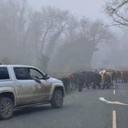 PART OF THE HERD: The cows are moved on to pastures new in Malvern